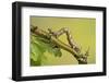 Geometer Moth (Geometridae) Caterpillar Also Known As A Looper Or Inch-Worm Caterpillar-Chris Mattison-Framed Photographic Print