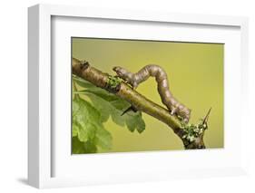 Geometer Moth (Geometridae) Caterpillar Also Known As A Looper Or Inch-Worm Caterpillar-Chris Mattison-Framed Photographic Print