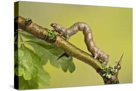 Geometer Moth (Geometridae) Caterpillar Also Known As A Looper Or Inch-Worm Caterpillar-Chris Mattison-Stretched Canvas