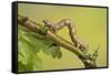 Geometer Moth (Geometridae) Caterpillar Also Known As A Looper Or Inch-Worm Caterpillar-Chris Mattison-Framed Stretched Canvas