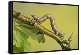 Geometer Moth (Geometridae) Caterpillar Also Known As A Looper Or Inch-Worm Caterpillar-Chris Mattison-Framed Stretched Canvas