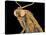 Geometer moth-Micro Discovery-Stretched Canvas