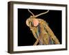 Geometer moth-Micro Discovery-Framed Premium Photographic Print