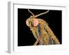 Geometer moth-Micro Discovery-Framed Premium Photographic Print