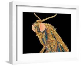 Geometer moth-Micro Discovery-Framed Photographic Print