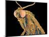 Geometer moth-Micro Discovery-Mounted Photographic Print