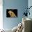 Geometer moth-Micro Discovery-Photographic Print displayed on a wall