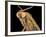 Geometer moth-Micro Discovery-Framed Photographic Print