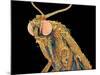 Geometer moth-Micro Discovery-Mounted Photographic Print