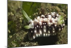 Geometric Chromodoris-Hal Beral-Mounted Photographic Print