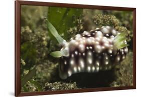 Geometric Chromodoris-Hal Beral-Framed Photographic Print