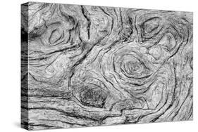 Geometric pattern in eroded driftwood, Bandon Beach, Oregon-Adam Jones-Stretched Canvas
