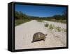 Geometric Tortoise (Psammobates Geometricus), West Coast, South Africa, Africa-Thorsten Milse-Framed Stretched Canvas