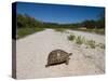 Geometric Tortoise (Psammobates Geometricus), West Coast, South Africa, Africa-Thorsten Milse-Stretched Canvas