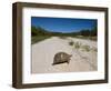 Geometric Tortoise (Psammobates Geometricus), West Coast, South Africa, Africa-Thorsten Milse-Framed Photographic Print