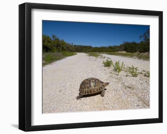 Geometric Tortoise (Psammobates Geometricus), West Coast, South Africa, Africa-Thorsten Milse-Framed Photographic Print