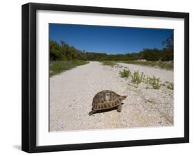 Geometric Tortoise (Psammobates Geometricus), West Coast, South Africa, Africa-Thorsten Milse-Framed Photographic Print