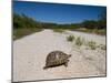 Geometric Tortoise (Psammobates Geometricus), West Coast, South Africa, Africa-Thorsten Milse-Mounted Photographic Print