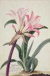 Hibiscus-Georg Dionysius Ehret-Giclee Print