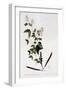 White Frame