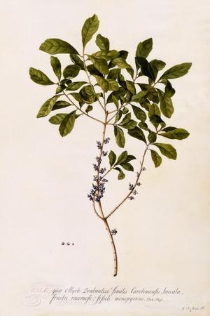Bayberry or Myrtle, C.1746