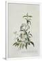 Gramercy White