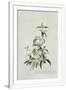 Gramercy White