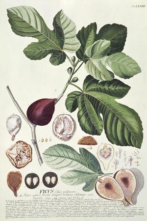 Ficus (Fig) (Coloured Engraving)