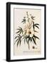 Black Frame