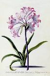 Lilio Narcissus, C.1744-Georg Dionysius Ehret-Giclee Print