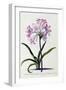 White Frame