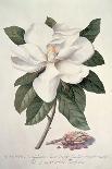 Rubus-Georg Dionysius Ehret-Giclee Print