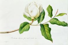 Magnolia-Georg Dionysius Ehret-Giclee Print