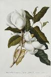 Ficus (Fig) (Coloured Engraving)-Georg Dionysius Ehret-Giclee Print