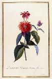 Tulip: Perroquet Rouge-Georg Dionysius Ehret-Giclee Print