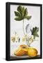 Essential Black