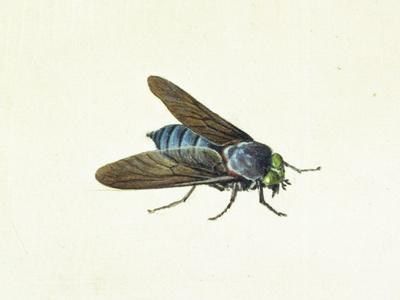 The Horsefly, 18th Century