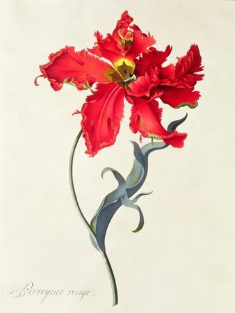Tulip: Perroquet Rouge