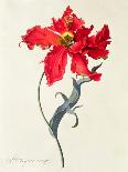 Tulip: Perroquet Rouge-Georg Dionysius Ehret-Giclee Print