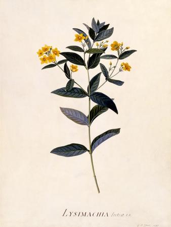 Yellow Loosestrife, C.1760