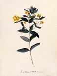 Common Provence Rose-Georg Dionysius Ehret-Giclee Print