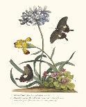 Polianthius, Oxalis and Iris-Georg Ehret-Giclee Print