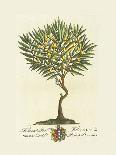 The Lord Bishop Of London Botanical-Georg Ehret-Premium Giclee Print