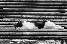 Cat sleeping on bench-George and Marilu Theodore-Photographic Print