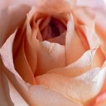 Close-up of rose-George and Marilu Theodore-Photographic Print
