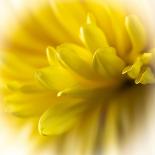 Close-up of yellow flower.-George and Marilu Theodore-Photographic Print