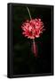 Essential Black