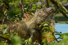 Costa Rica, iguana-George and Marilu Theodore-Framed Photographic Print