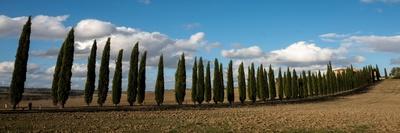 Cyprus trees, Italy-George and Marilu Theodore-Laminated Photographic Print