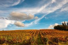 Vineyard in autumn, Italy-George and Marilu Theodore-Photographic Print